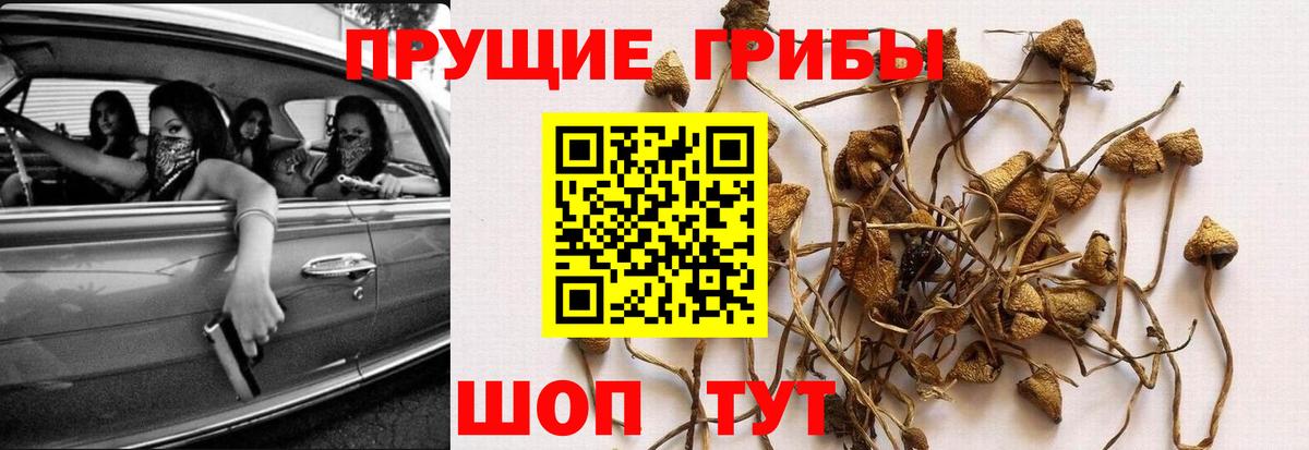 Псилоцибиновые грибы ЛСД  Вход с VPN  Галлюциногенные грибы Cubensis  продажа наркотиков  Кинель 